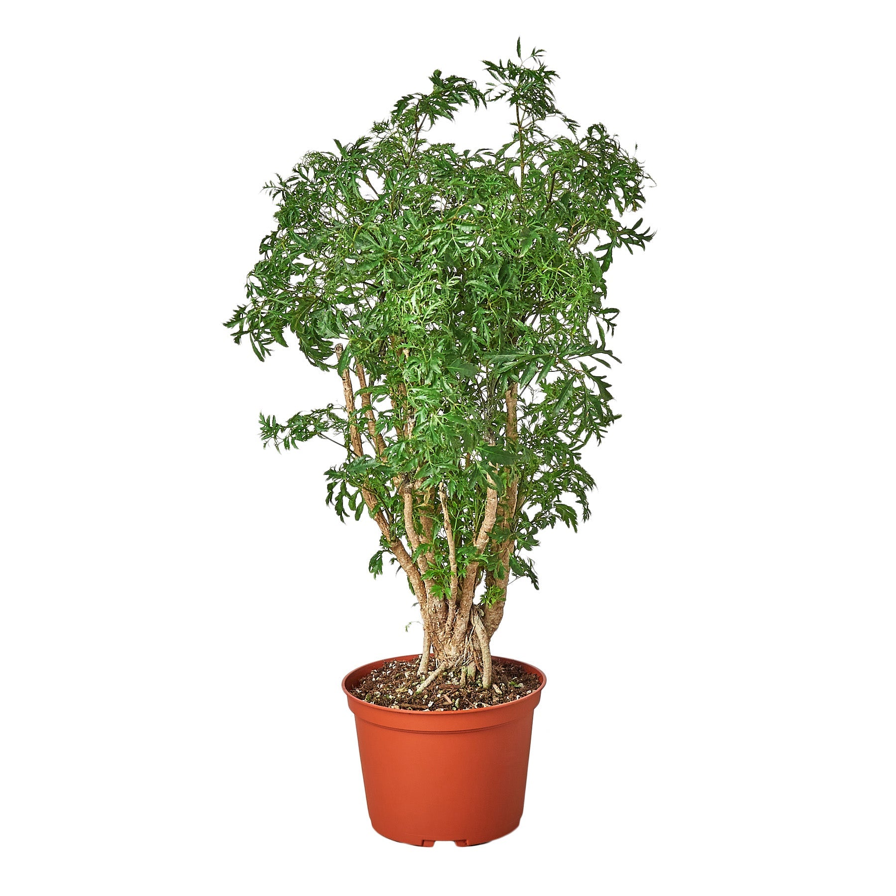 Aralia Ming Stump