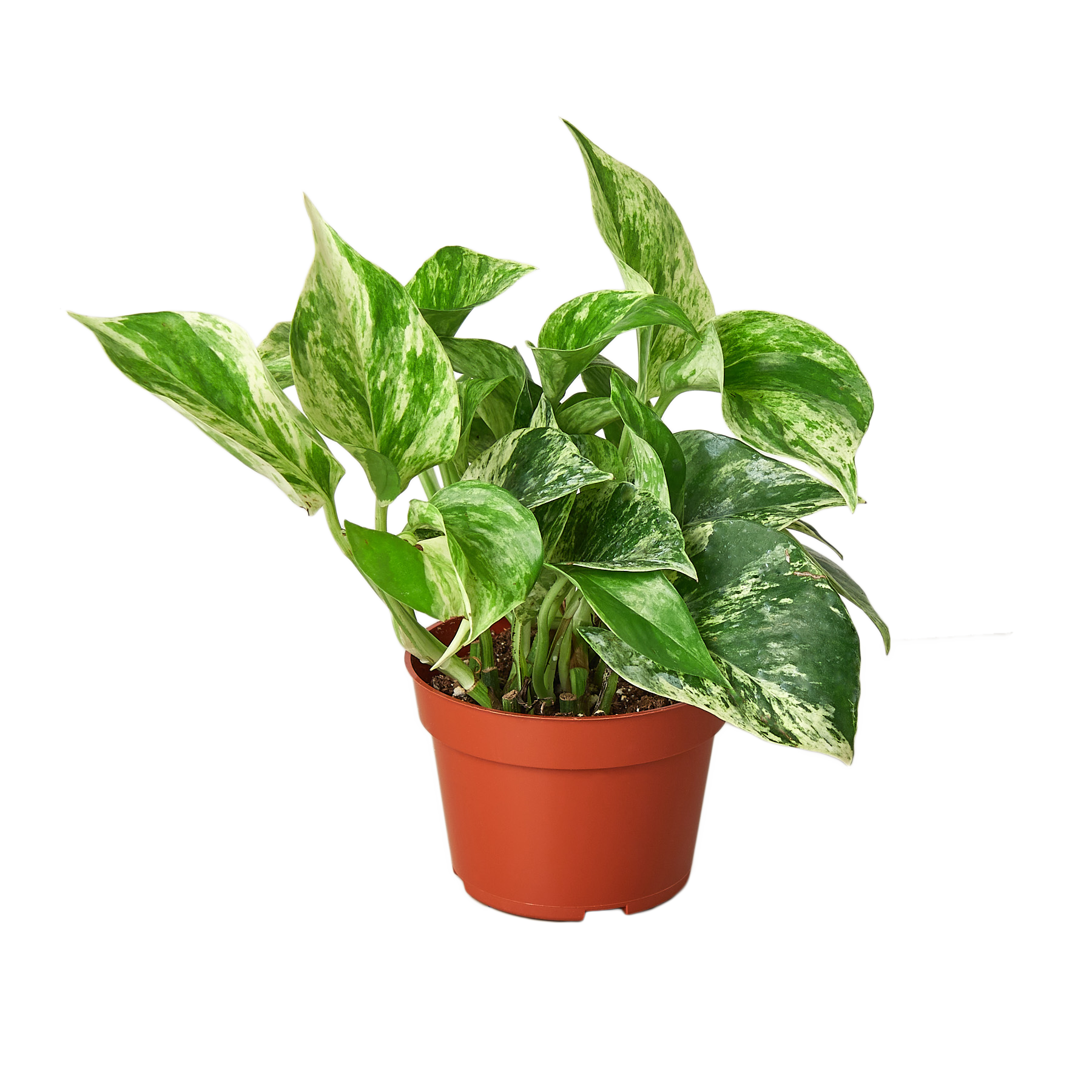 Pothos 'Marble Queen'