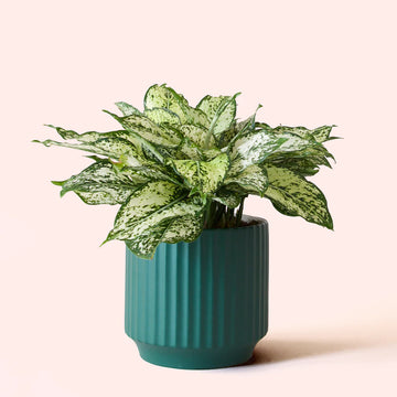 Dirt Jumbie Chinese Evergreen 'First Diamond'