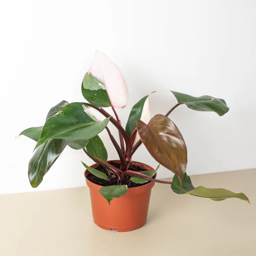 dirt jumbie Philodendron 'Pink Princess'