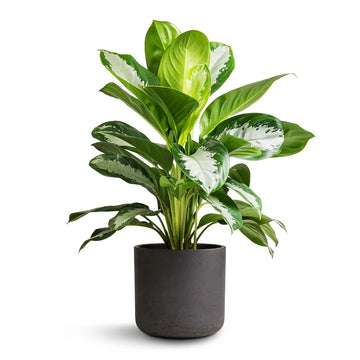 Dirt Jumbie Chinese Evergreen 'First Diamond'