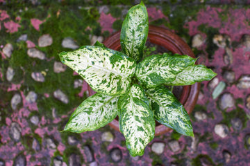 Dirt Jumbie Chinese Evergreen 'First Diamond'