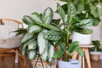  dirt jumbie Chinese Evergreen 'Silver Bay'