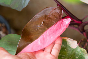 dirt jumbie Philodendron 'Pink Princess'