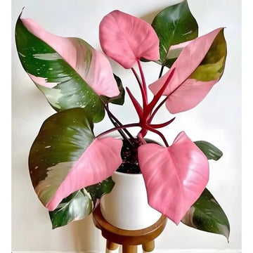 dirt jumbie Philodendron 'Pink Princess'