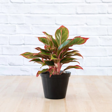 dirt jumbie Chinese Evergreen 'Red Siam'