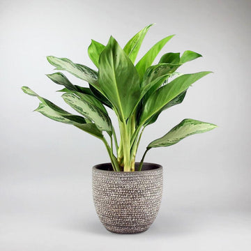  dirt jumbie Chinese Evergreen 'Silver Bay'