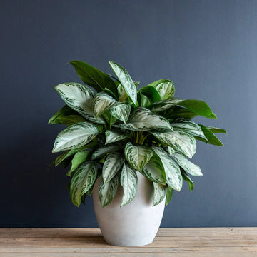  dirt jumbie Chinese Evergreen 'Silver Bay'