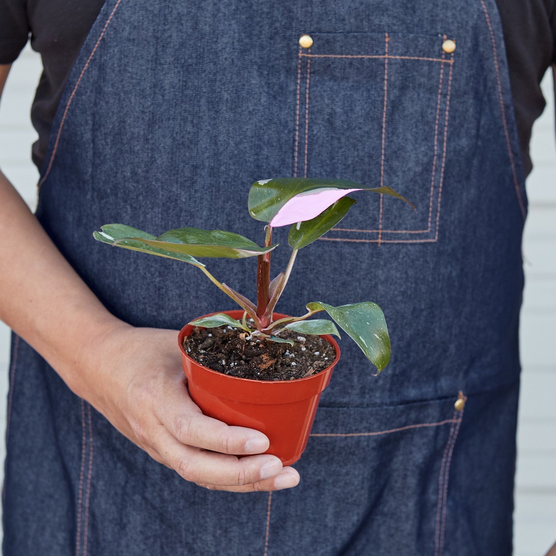 dirt jumbie Philodendron 'Pink Princess'