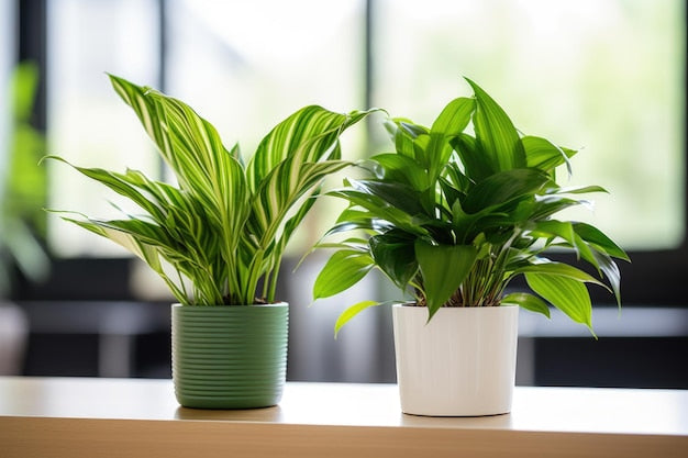 Flower pots for office use